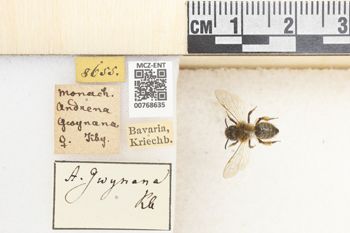 Media type: image;   Entomology 768635 Aspect: Labels